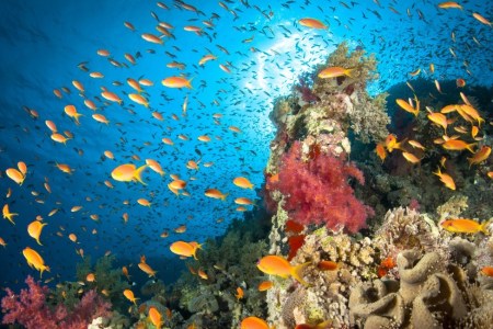 A healthy coral reef thriving with life. Hard corals, soft corals, Anthias fish and lots of others build up a small ecosystem around scattered underwater mounts. Red Sea, Egypt. (Getty)