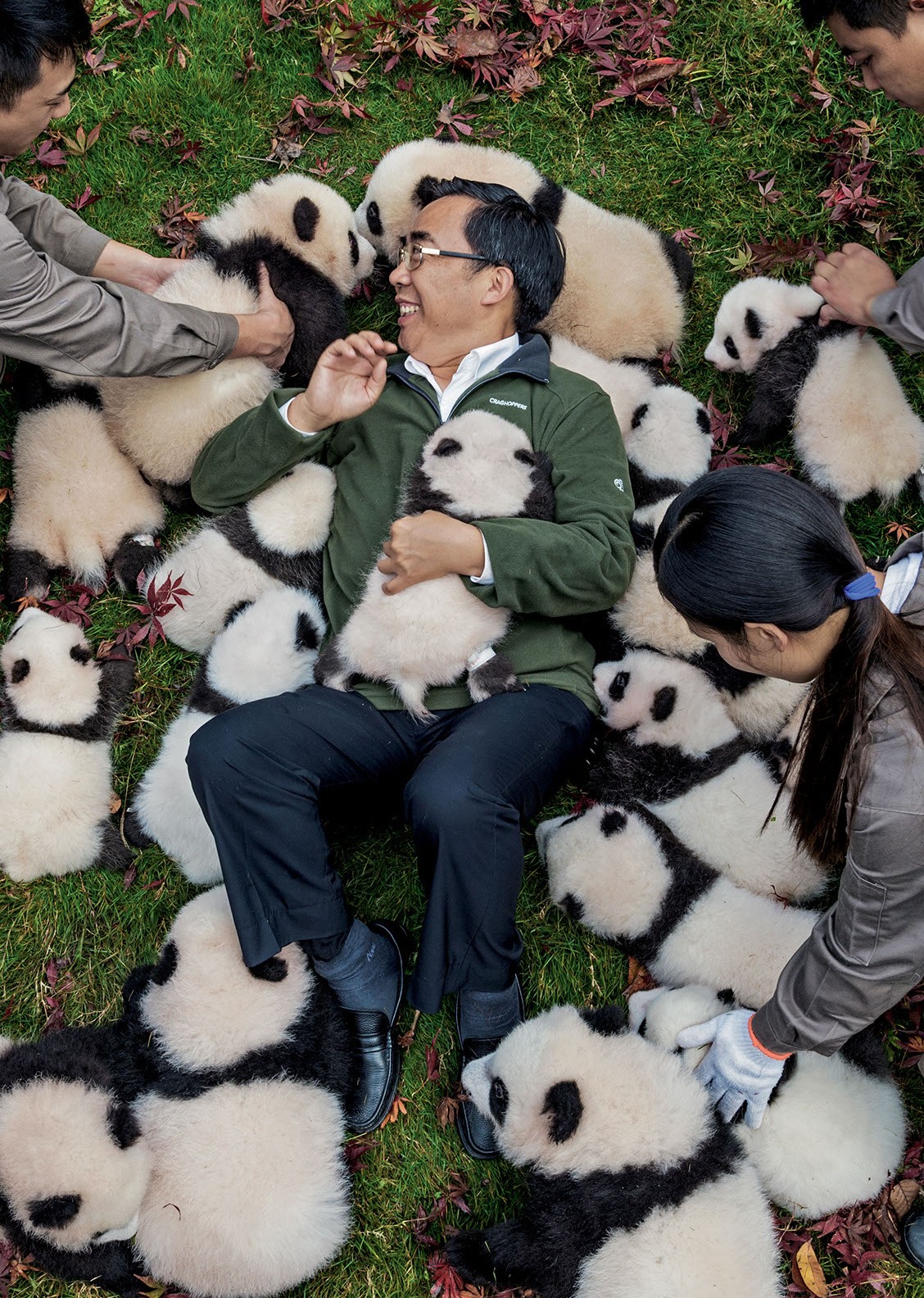 Preparing Pandas in Captivity for Their New Life in the Wild - InsideHook