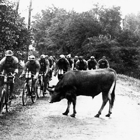 When Animals Attack at the Tour de France