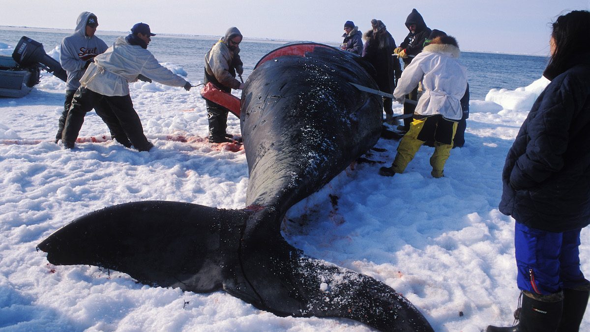 inuit hunting whale