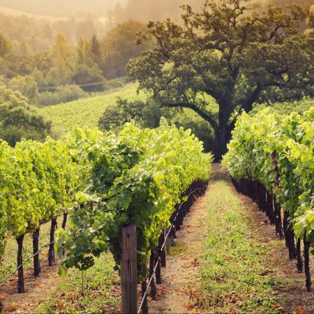 These Are the Top Travel Destinations for Wine Lovers