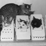 The First and Last Cat in Space: Cat Astronaut Félicette - Orbital Today