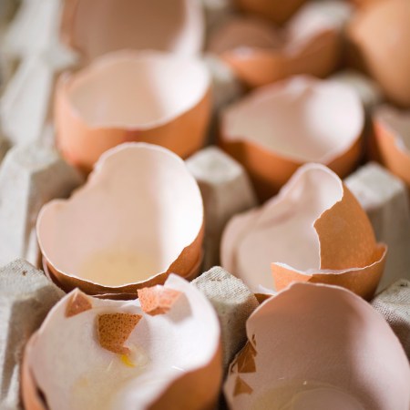 Egg shells