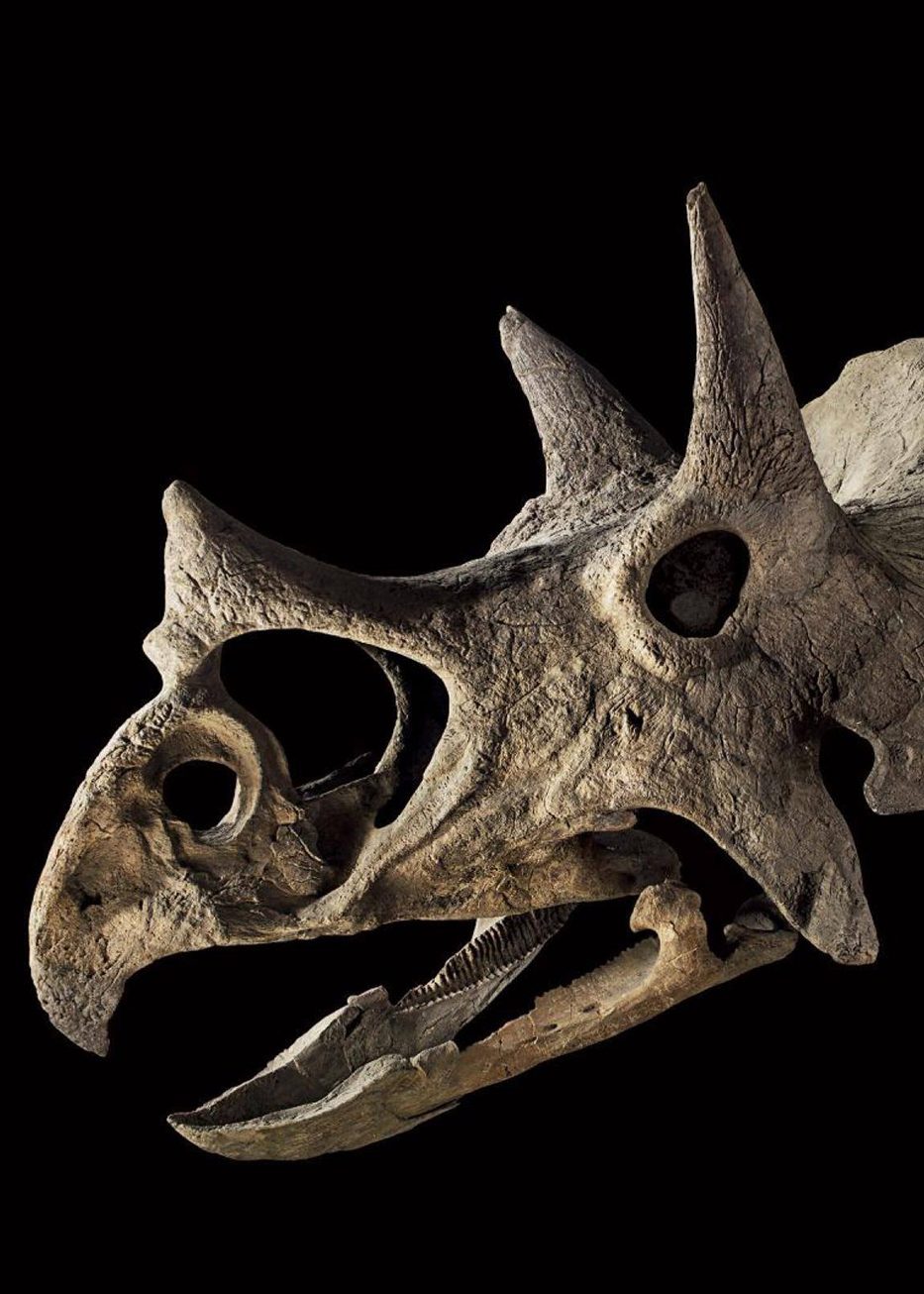 triceratops fossil auction