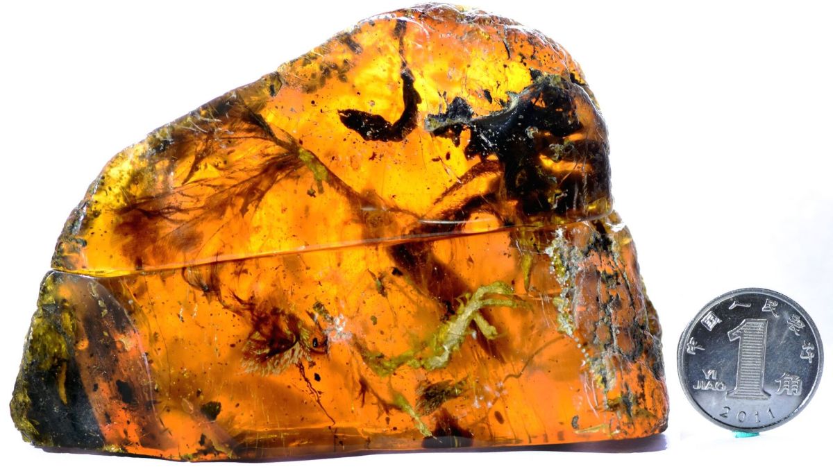 amber dinosaur fossil