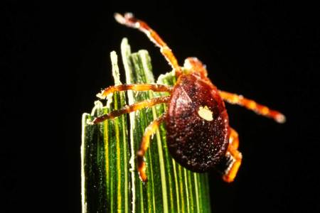 A Tick Spreading Across U.S. Is Giving People a Red Meat Allergy