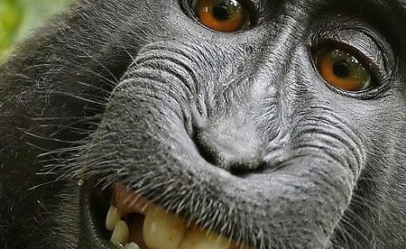 PETA, British Photographer Reach Settlement in Simian Selfie Suit