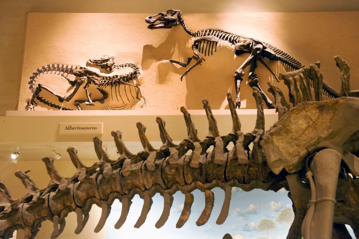 the dinosaur bones