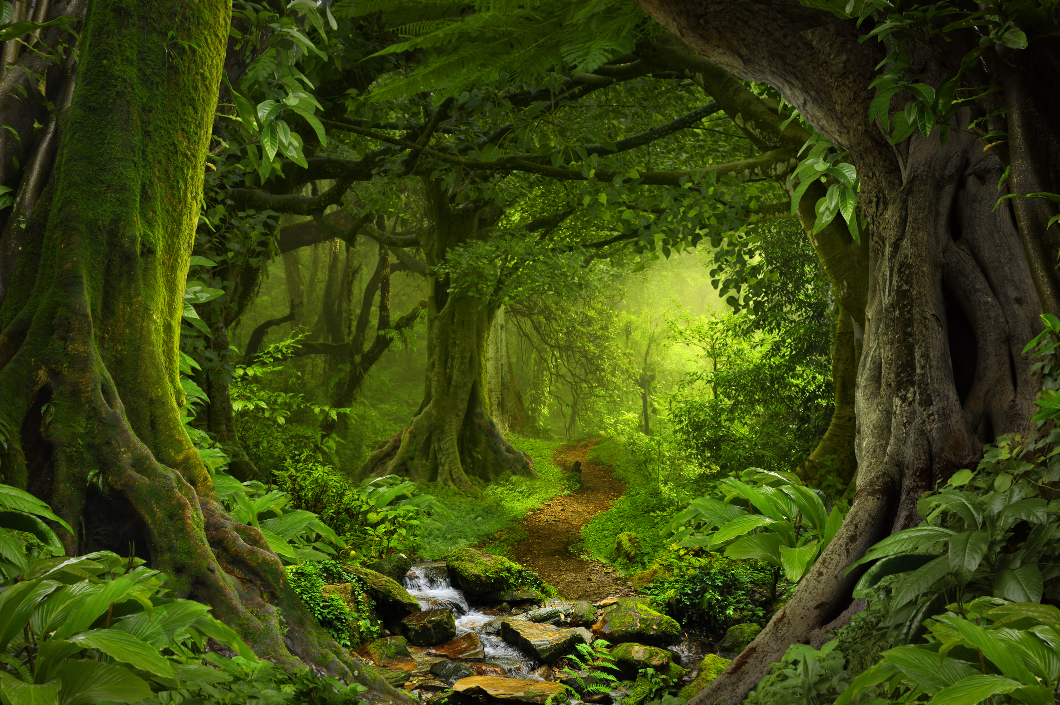 Стоковые изображения лес