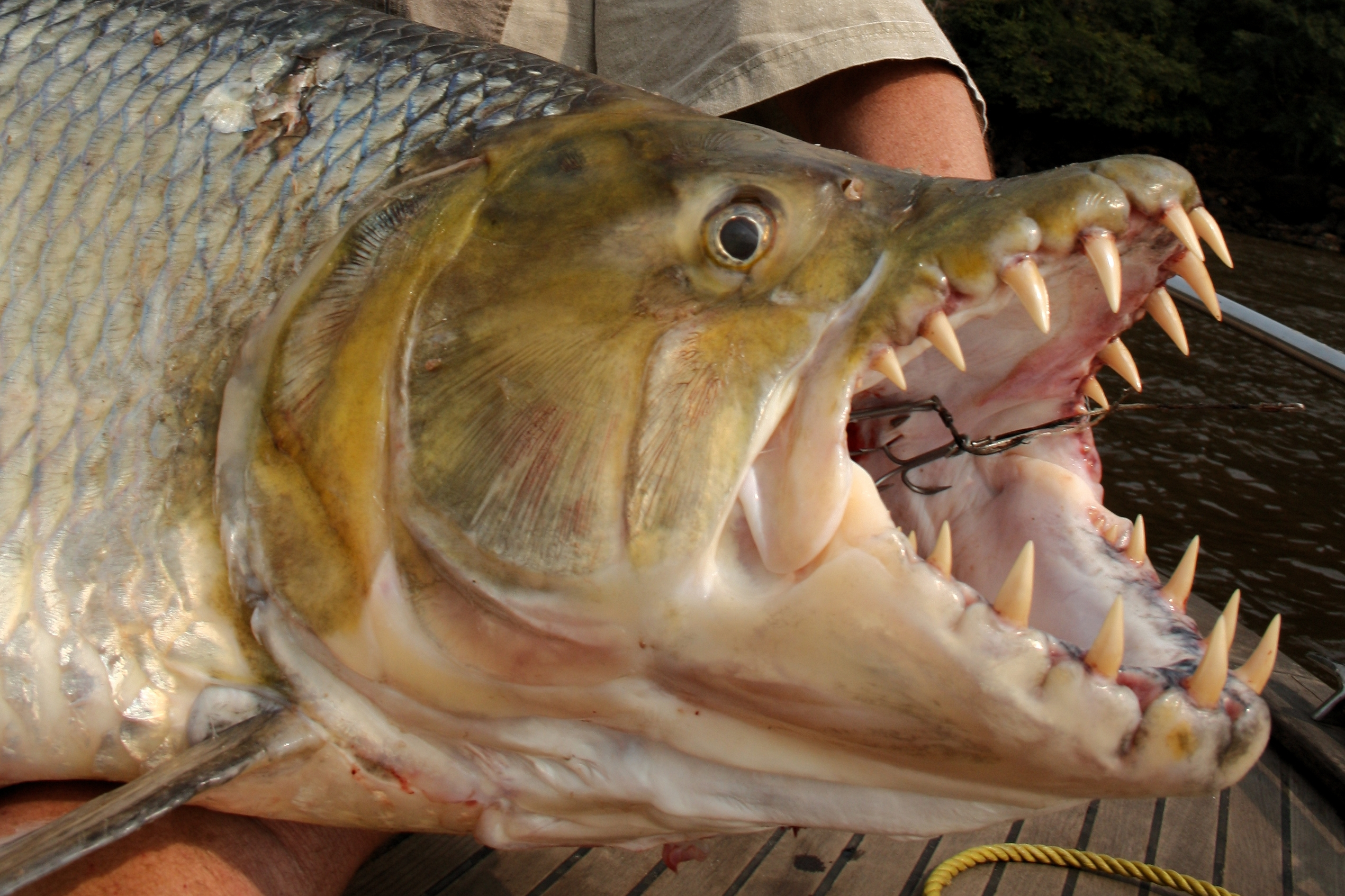 Самый опасный речной хищник. Большая тигровая рыба Hydrocynus Goliath. Рыба тигр Голиаф. Тигровая рыба Голиаф (Hydrocynus Goliath).