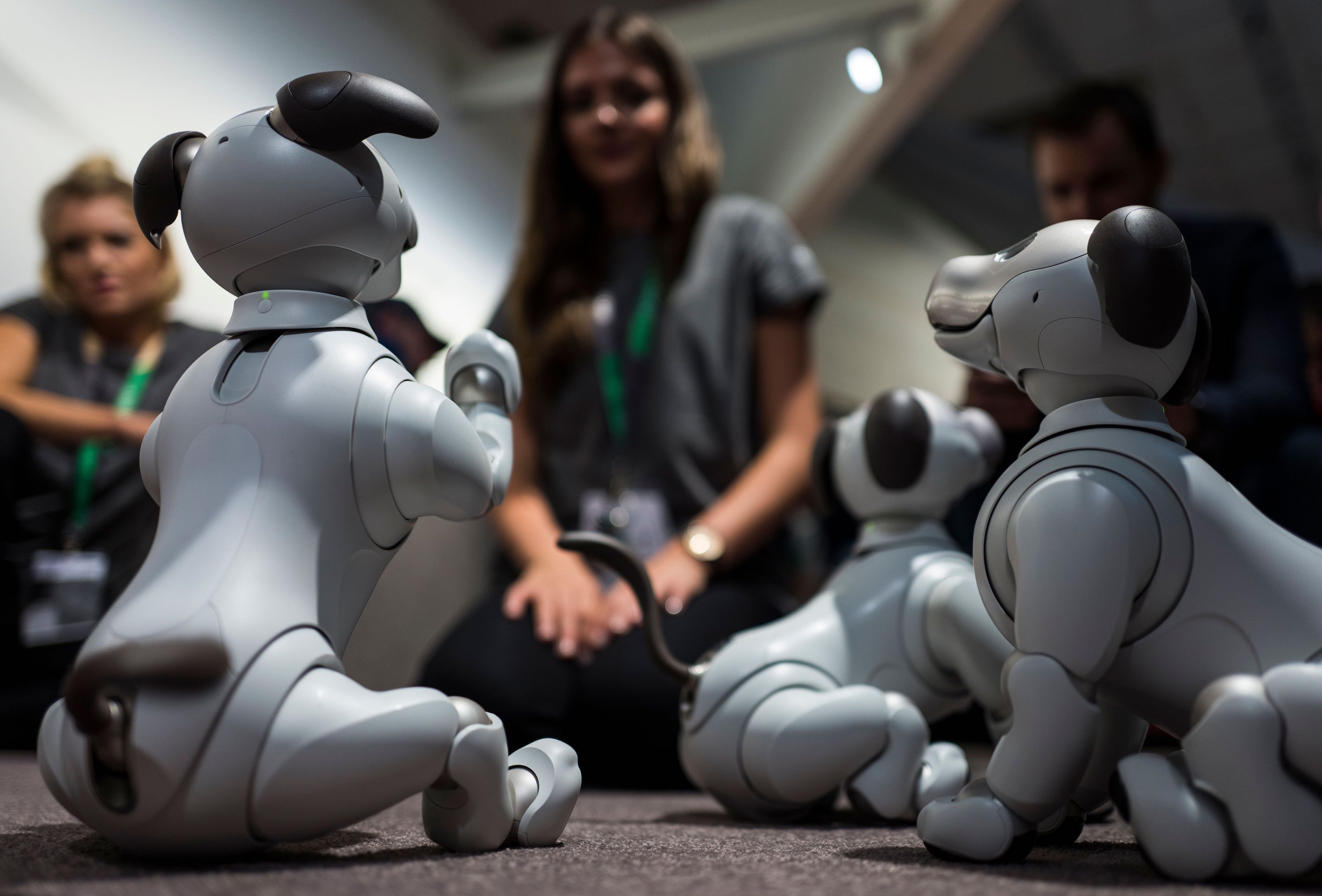 A hostess plays with fourth generation ERS-1000 "Aibo" robotic pets at the Sony stand during a preview day of the IFA. The Aibo will reach the US market this week. (Photo by JOHN MACDOUGALL/AFP/Getty Images)