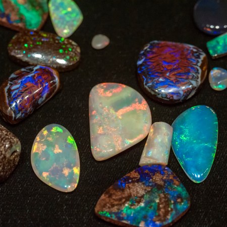 Opal Fossils Lead to Discovery of New Dinosaur