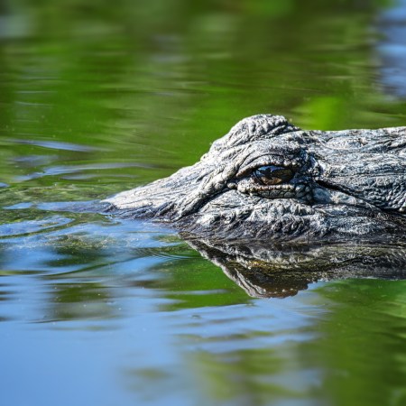 orange alligator