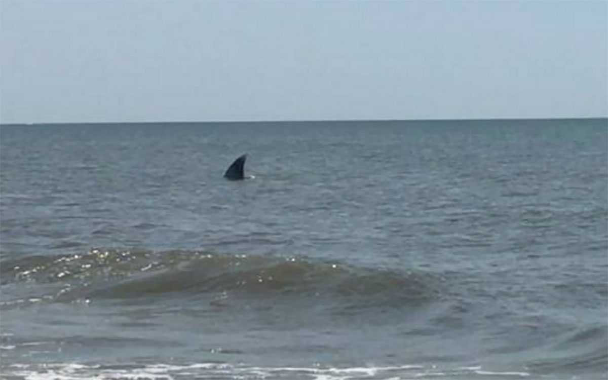 South Carolina Hilton Head Shark Spotting Goes Viral - InsideHook