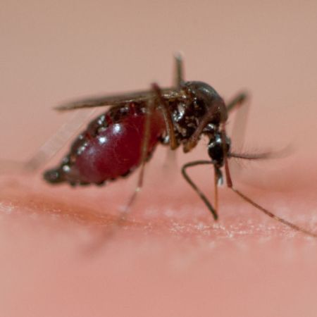 Tropical Diseases Could Exist In Alaska in Six Decades