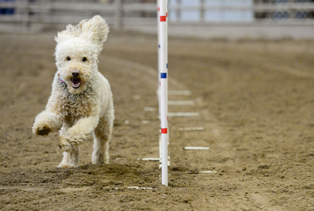 Labradoodle agility store