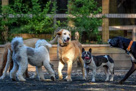 Chubbs, a golden retriever, center, convenes a grouping of canines at a small dog park which is causing some friction between locals, in Chevy Chase, MD.
(Photo by Bill O'Leary/The Washington Post via Getty Images)