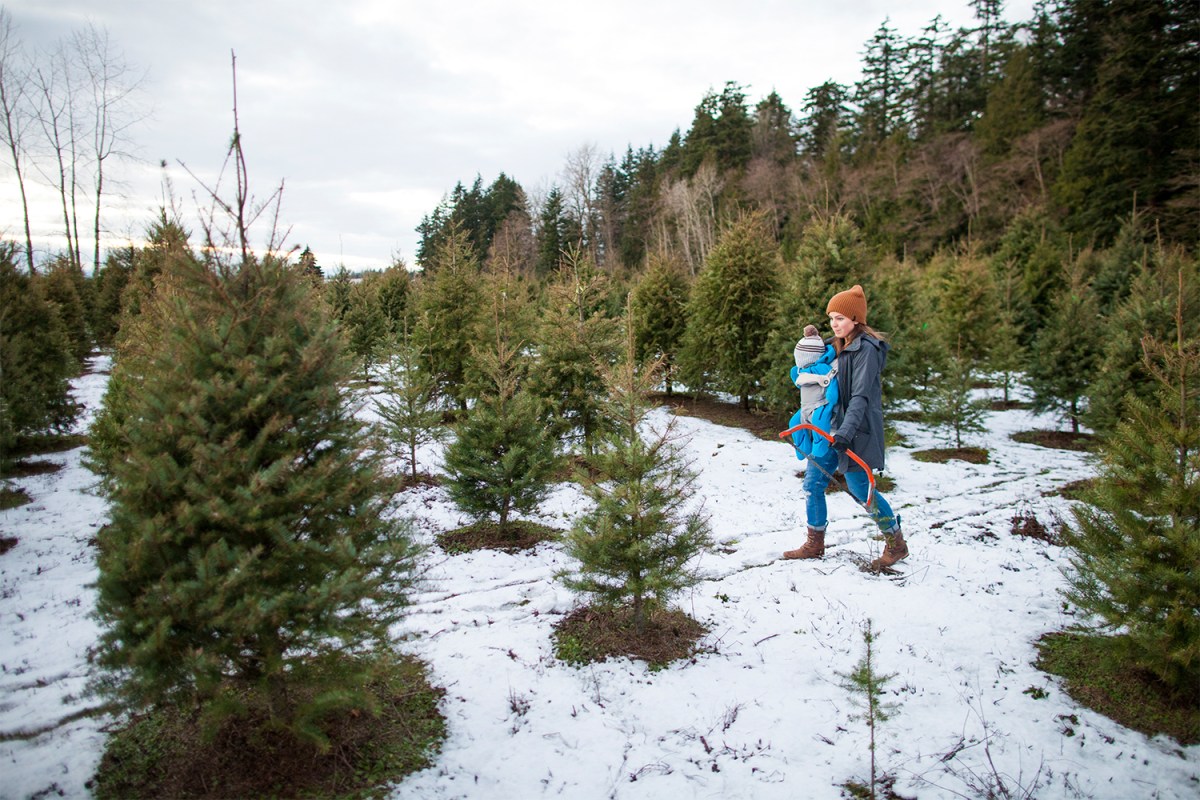 Christmas Tree Farms Are Going Extinct - InsideHook