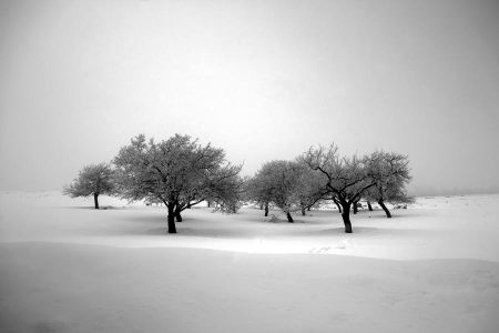 Ali Shokri's book, "The Passion of Trees," reads something like a modern-day Lorax