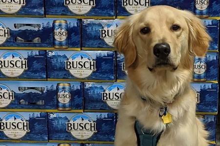 Foster a dog, get a month's supply of beer.