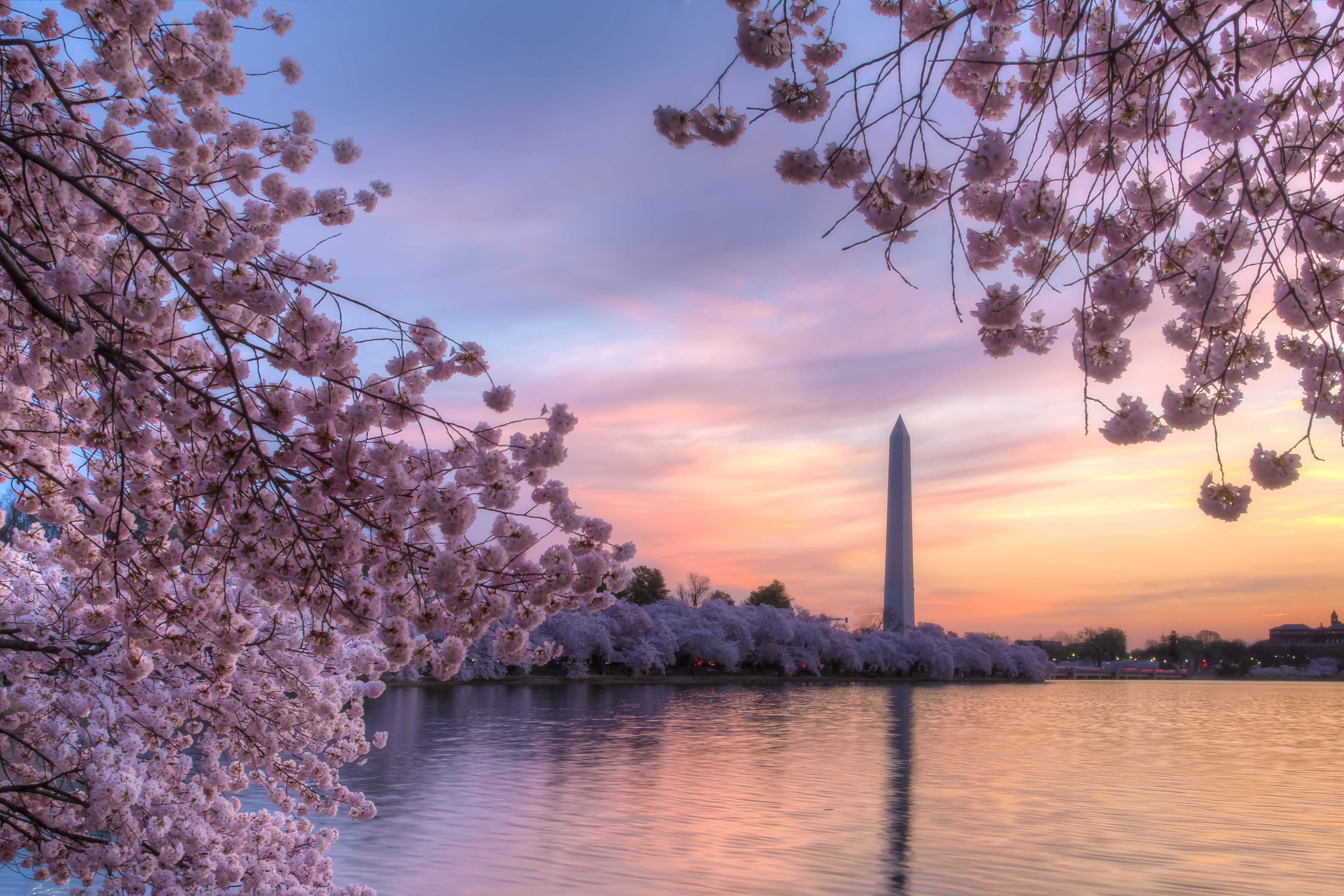 cherry blossoms dc