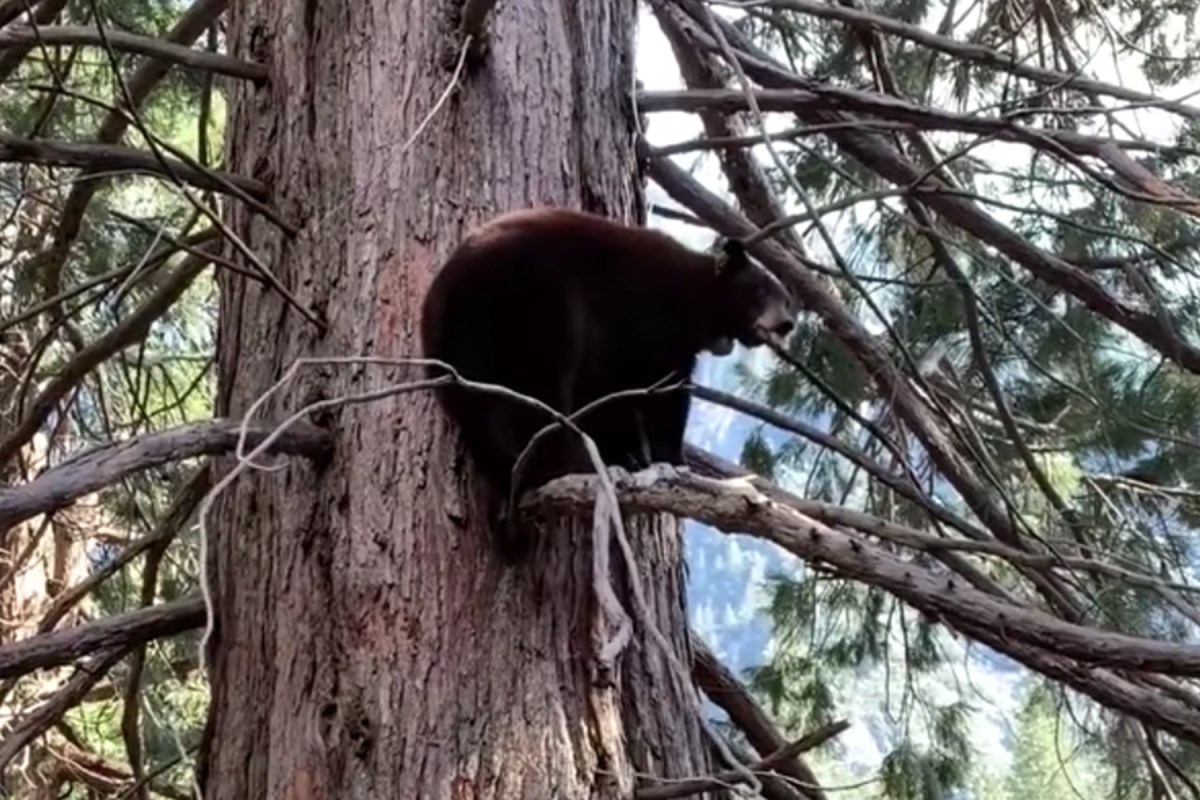 Yosemite Is Empty, So the Bears Are 