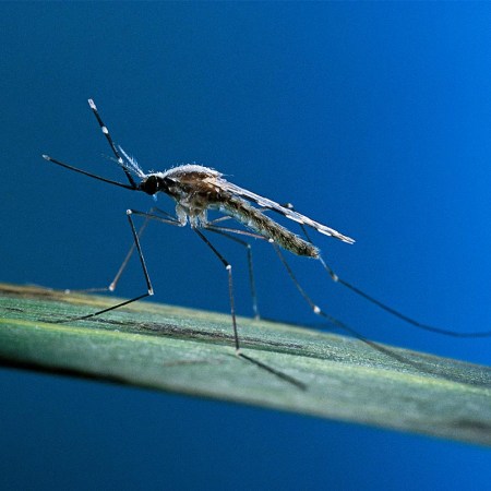 Anopheles maculipennis (malaria mosquito) on a leaf