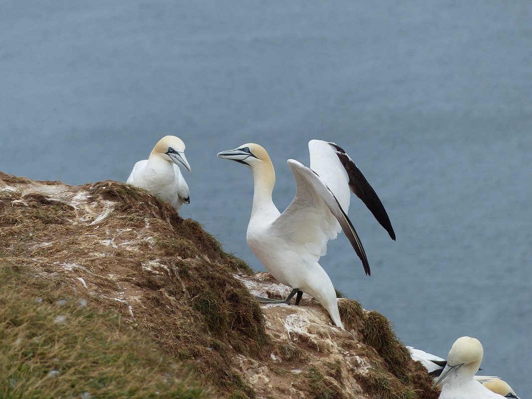 What Does A Seabird Mean