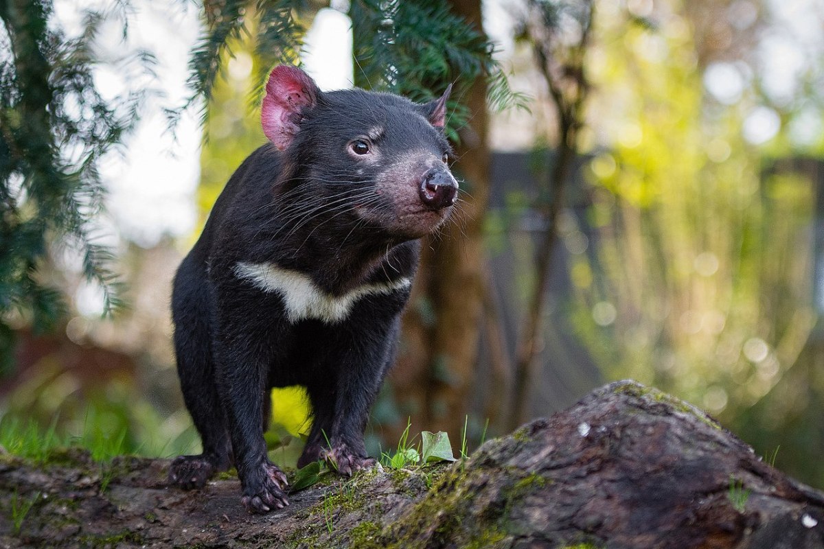 Tasmanian Devils Return To Australia After 3000 Years