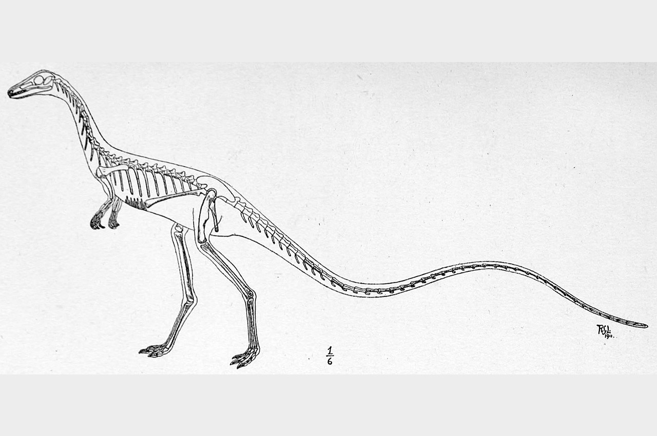 Compsognathus skeletal