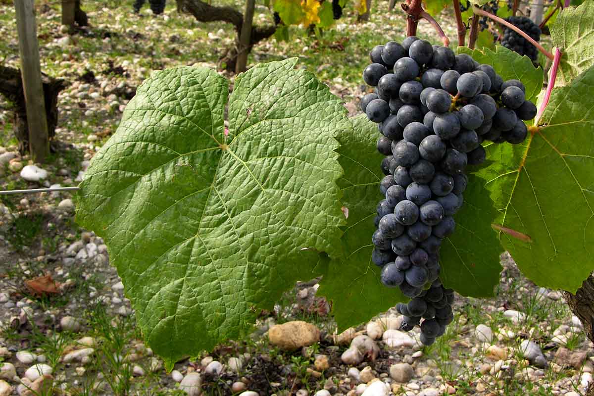 Виноград ламборджини описание. Виноград Пти Вердо. Petit Verdot grape. Вердо белое.