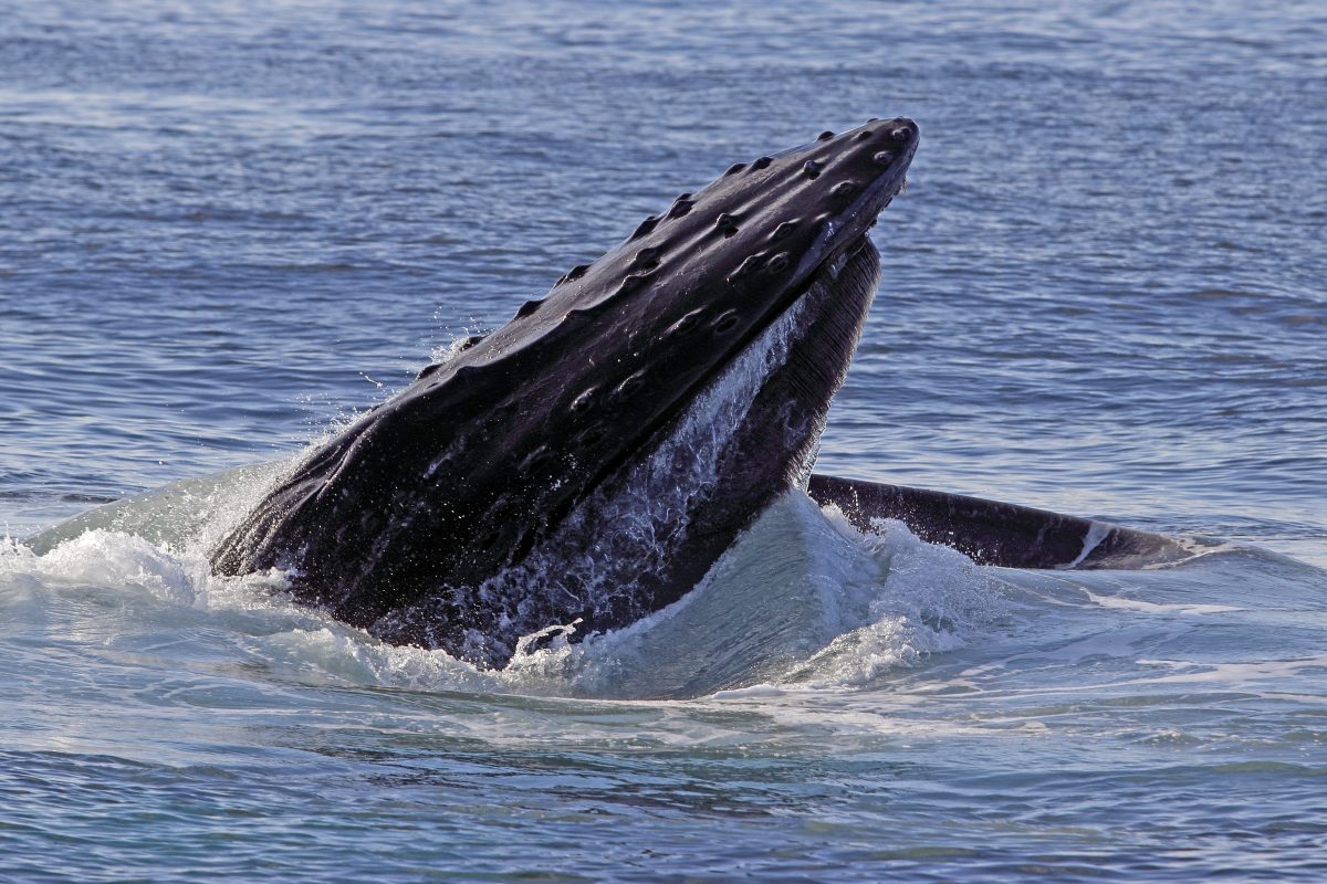 Is the Story About the Whale Almost Swallowing the Lobsterman Fake ...