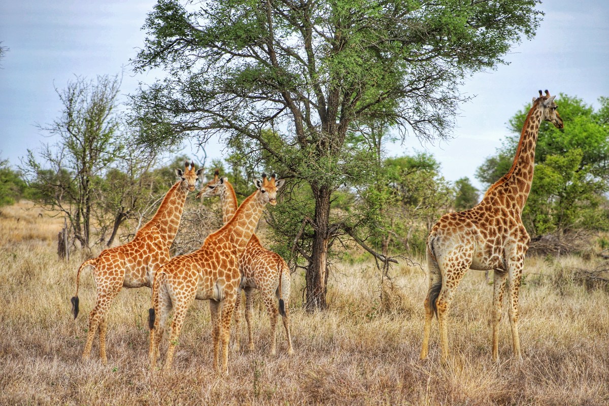 There Is Nothing on Earth Quite Like a Safari Through South Africa and ...