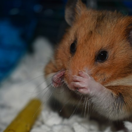 Hamster