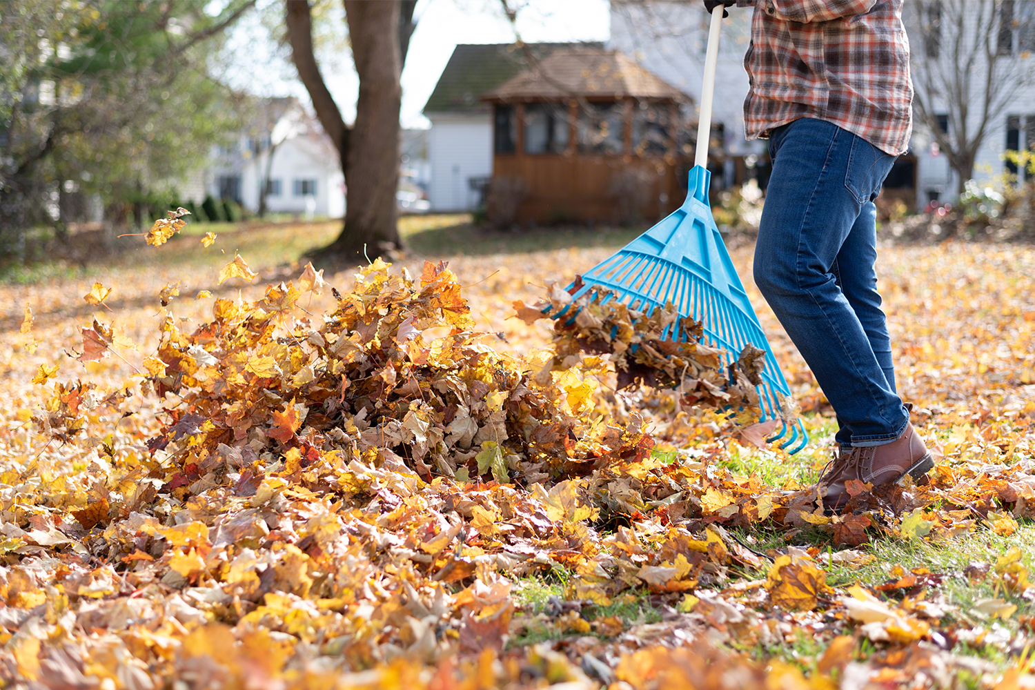 Solution for getting rid of fall leaves on the lawn