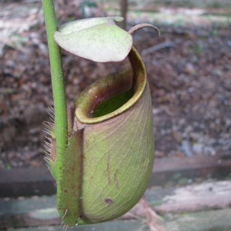 Pitcher plant