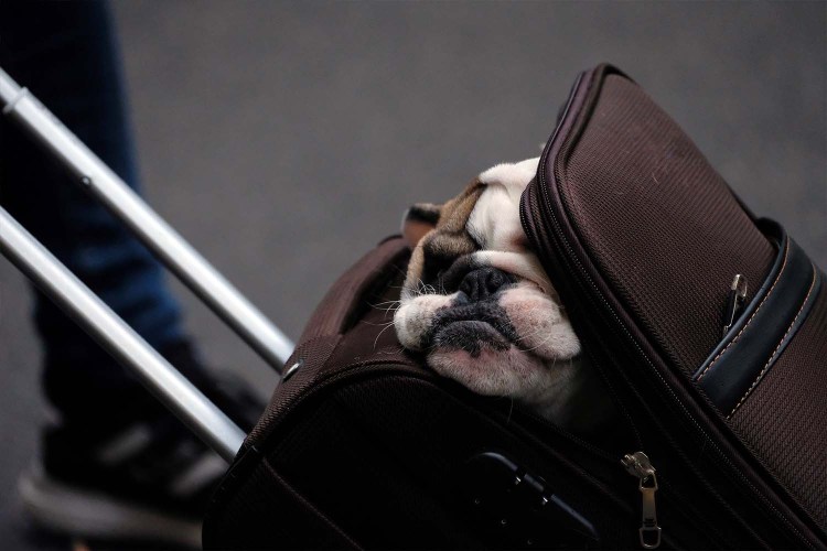 Cat found in checked luggage at JFK Airport in NYC: TSA