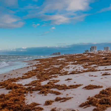 Seaweed on the beach in Miami, Florida. A 5,000-mile-long seaweed blob is currently headed for the state.