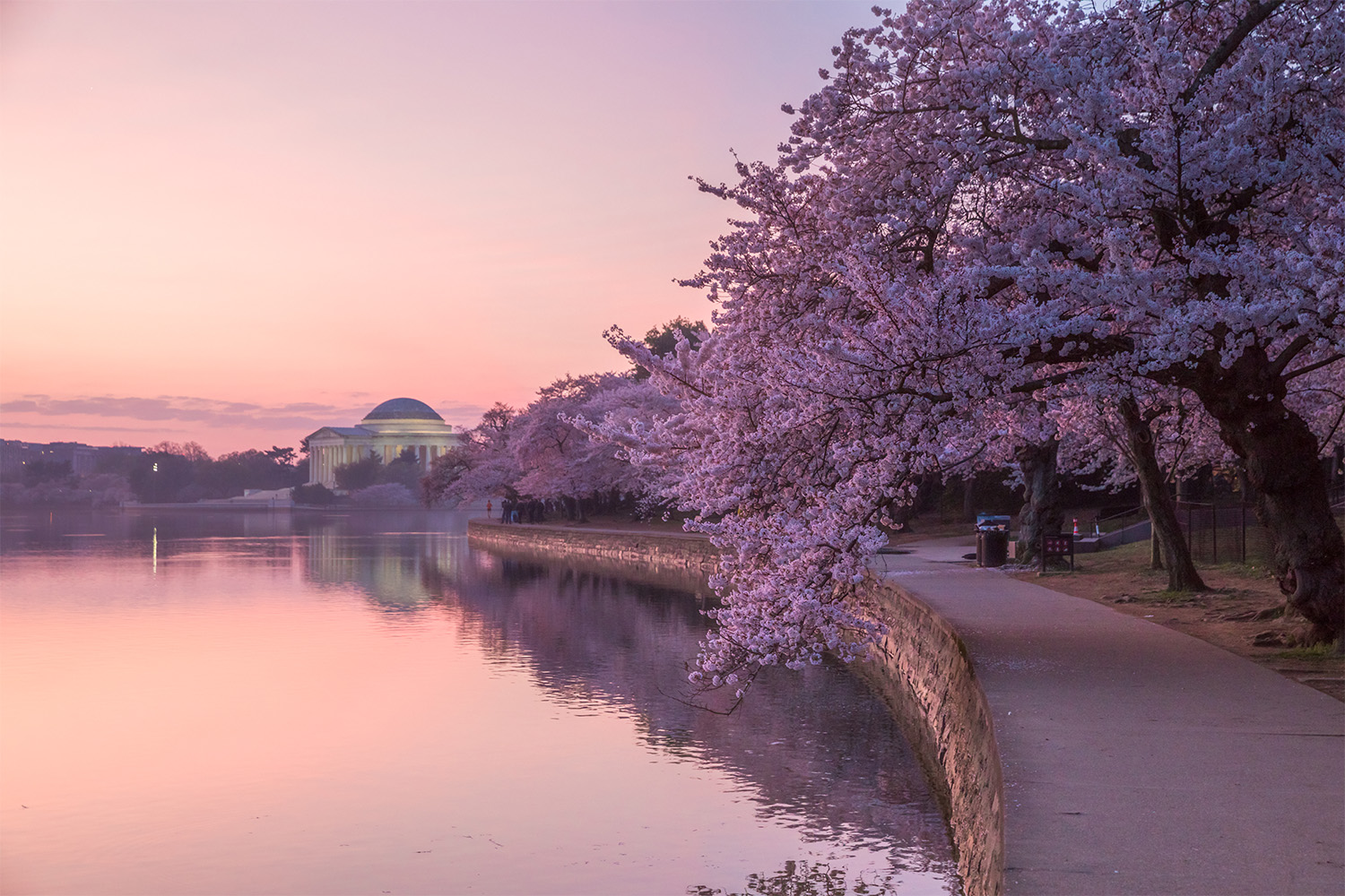 Washington Nationals set new sales record on City Connect Cherry Blossom  jersey