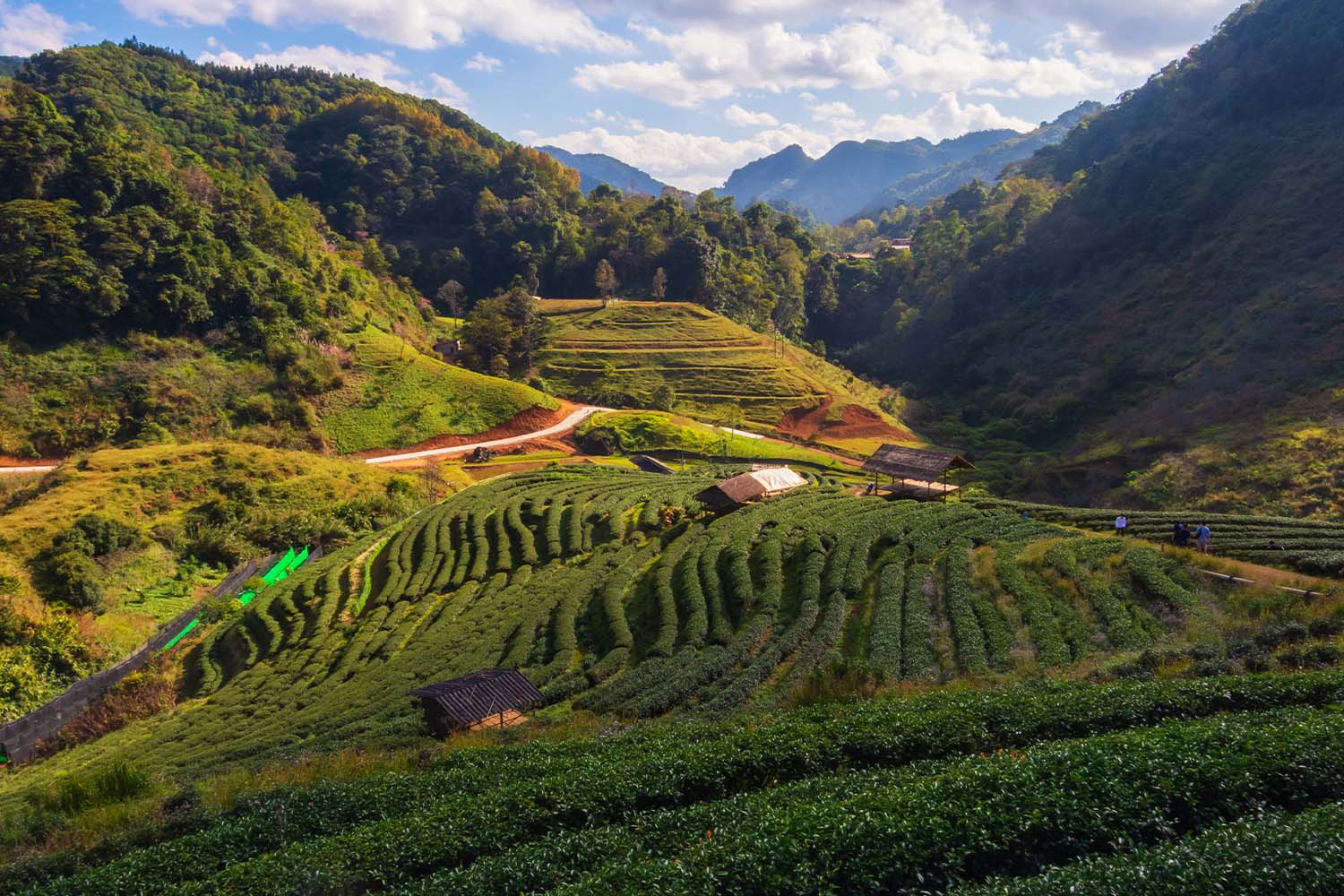 Tea plantation atmosphere in the morning at Song Phan Tea Plantation, Doi Ang Khang, a famous tourist attraction in Chiang Mai, Thailand.
