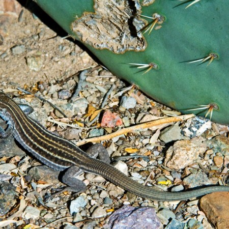 Checkered whiptail