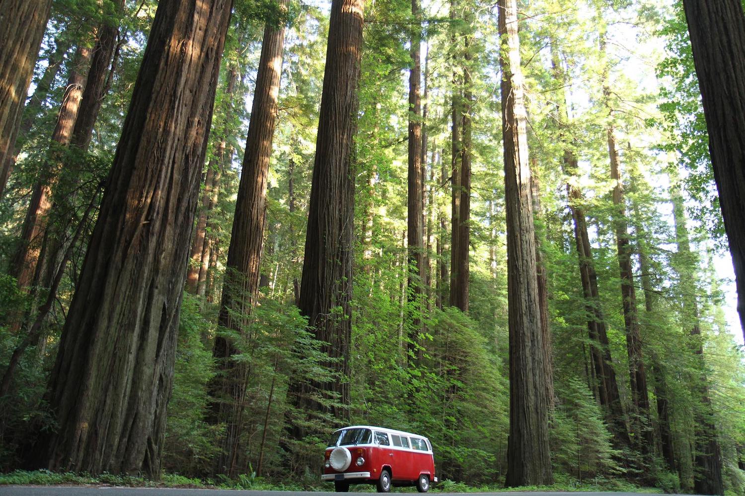 The Great California National Park Road Trip InsideHook   Redwood National Park Credit  Visit Eureka 