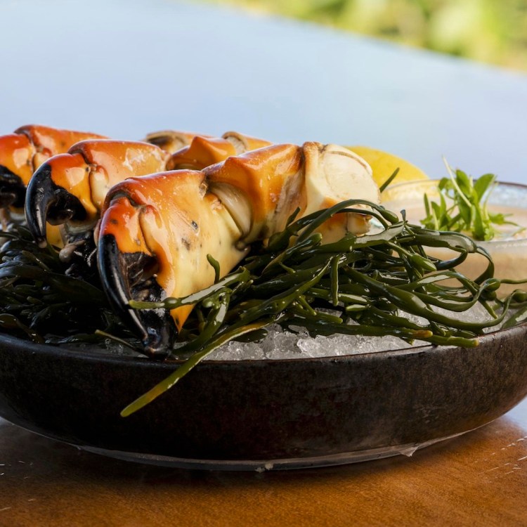 Plated stone crab in front of the ocean