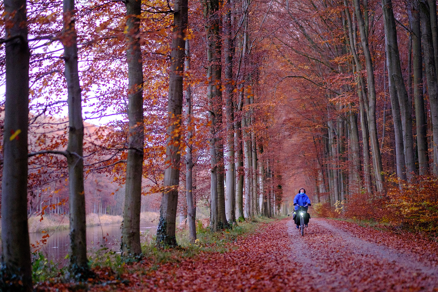 A biker on a forest trail, surrounded by red leaves.