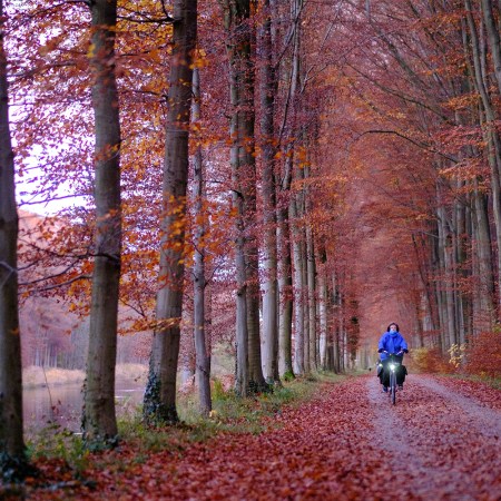 A biker on a forest trail, surrounded by red leaves.