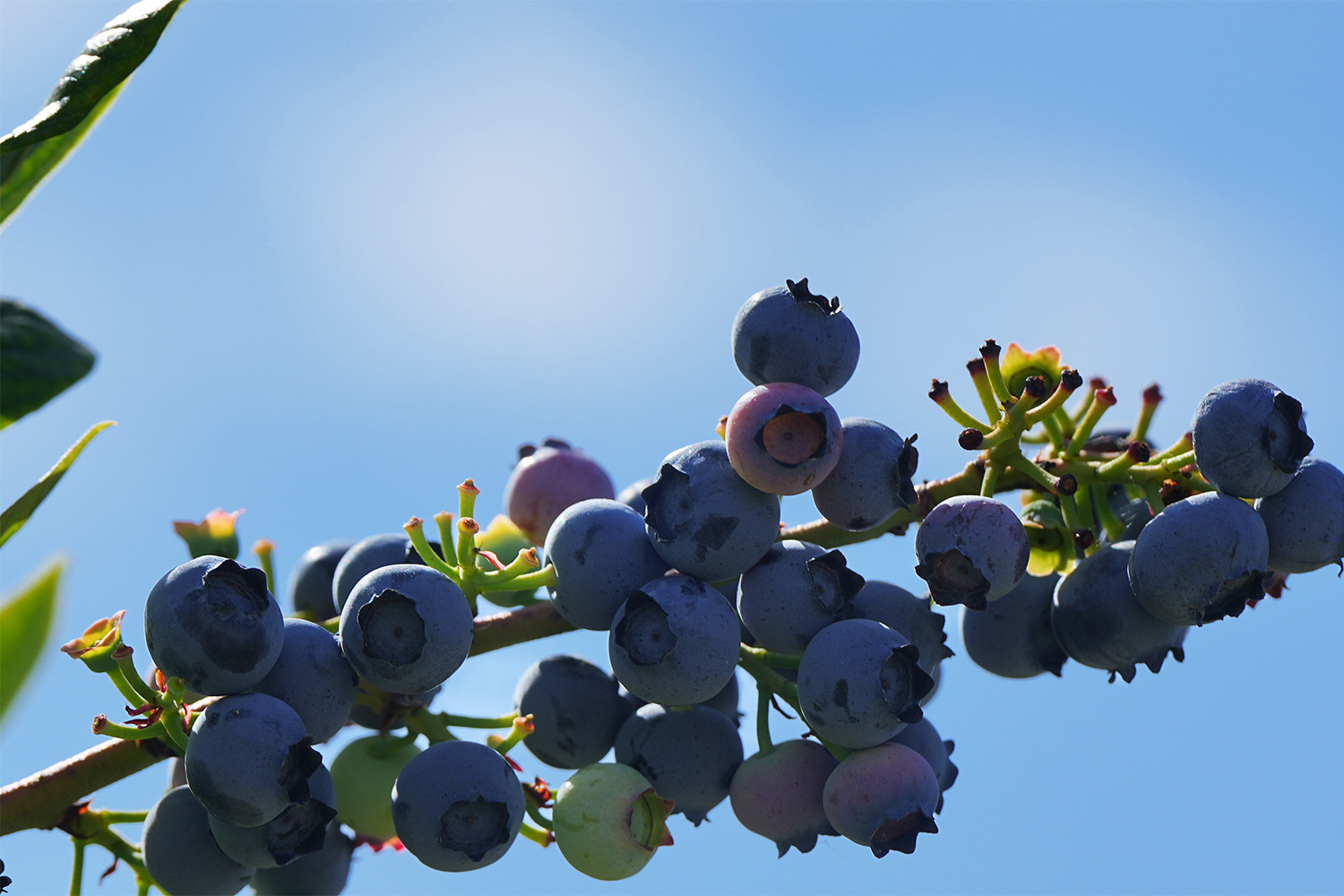 A blueberry bush against a blue sky.