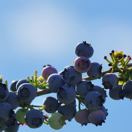 A blueberry bush against a blue sky.