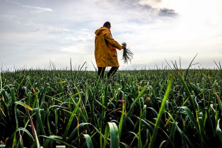a farmer wearing a yellow raincoat with a handful of green garlic in a field of green garlic