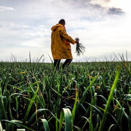 a farmer wearing a yellow raincoat with a handful of green garlic in a field of green garlic