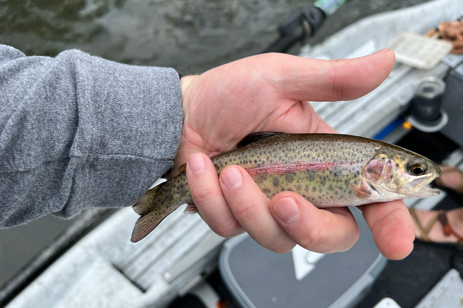 South Holston boasts 8,500 fish per mile